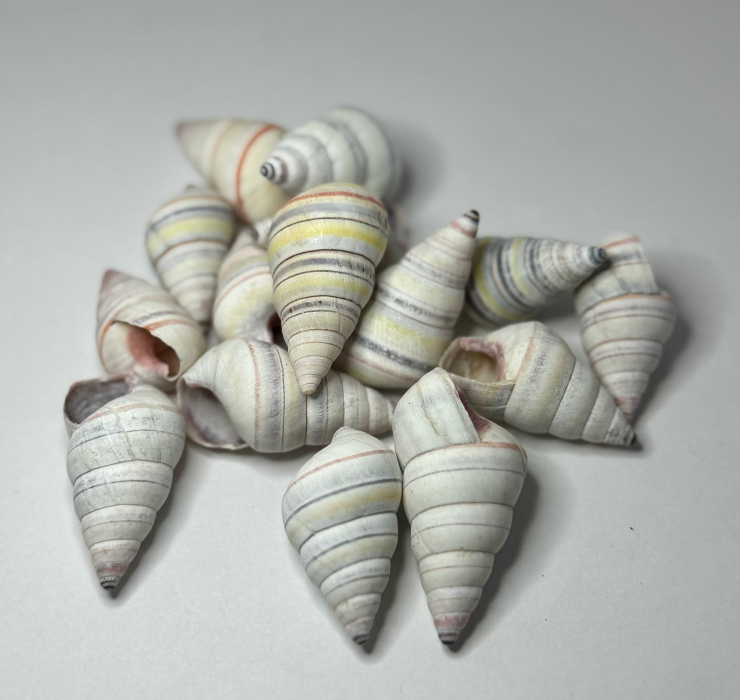 Striped Candy Snail