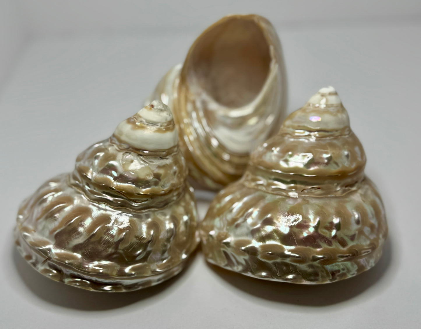Polished Wavy Turban
