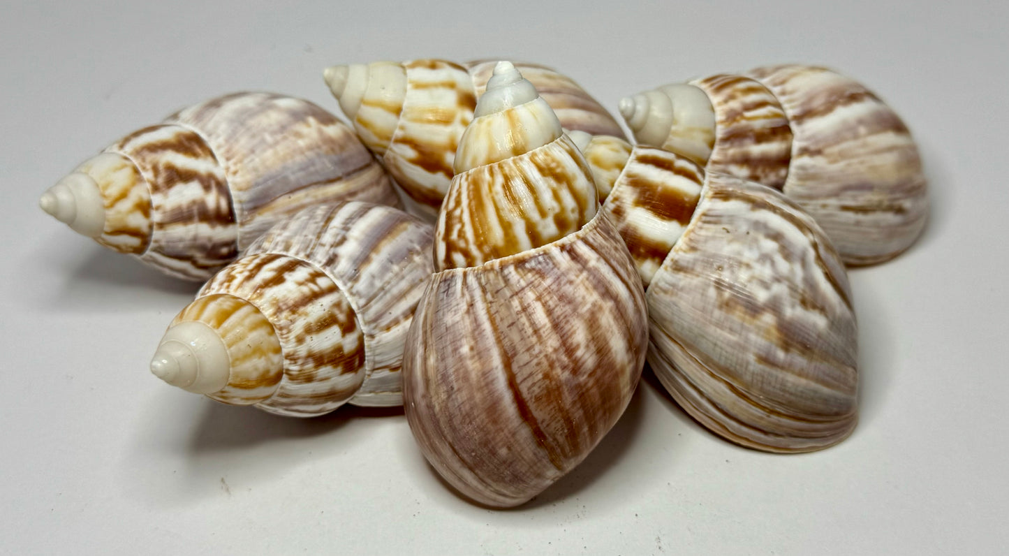Japanese Land Snail