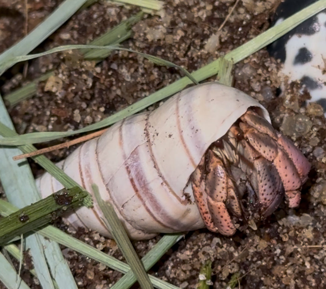 Striped Candy Snail