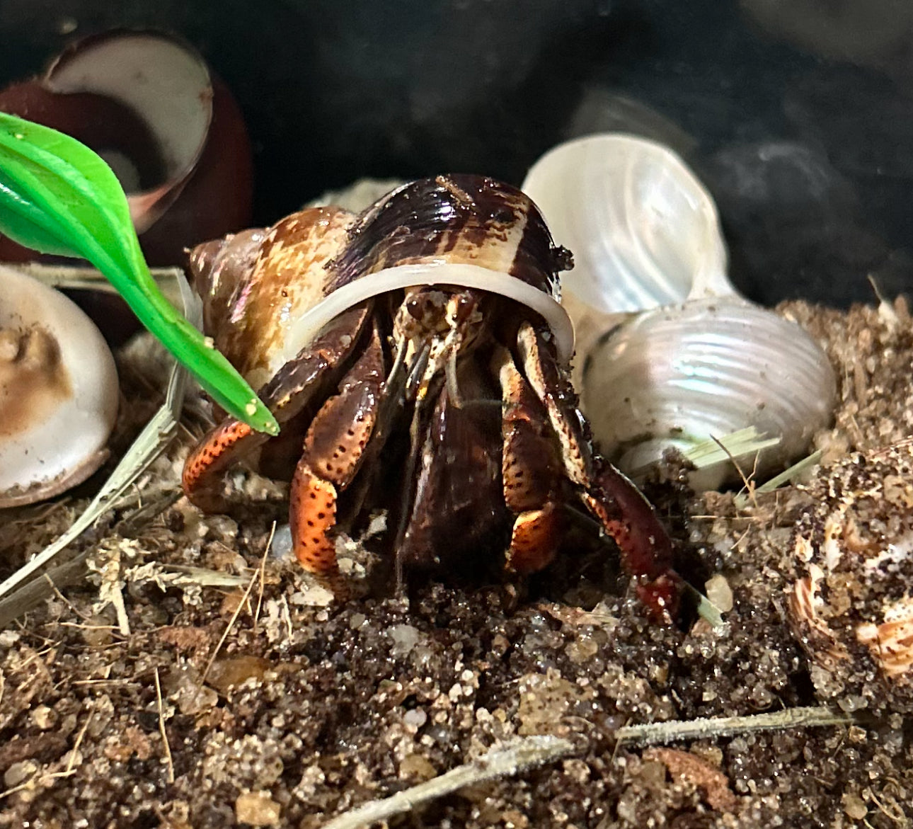 Fernandezi Land Snail