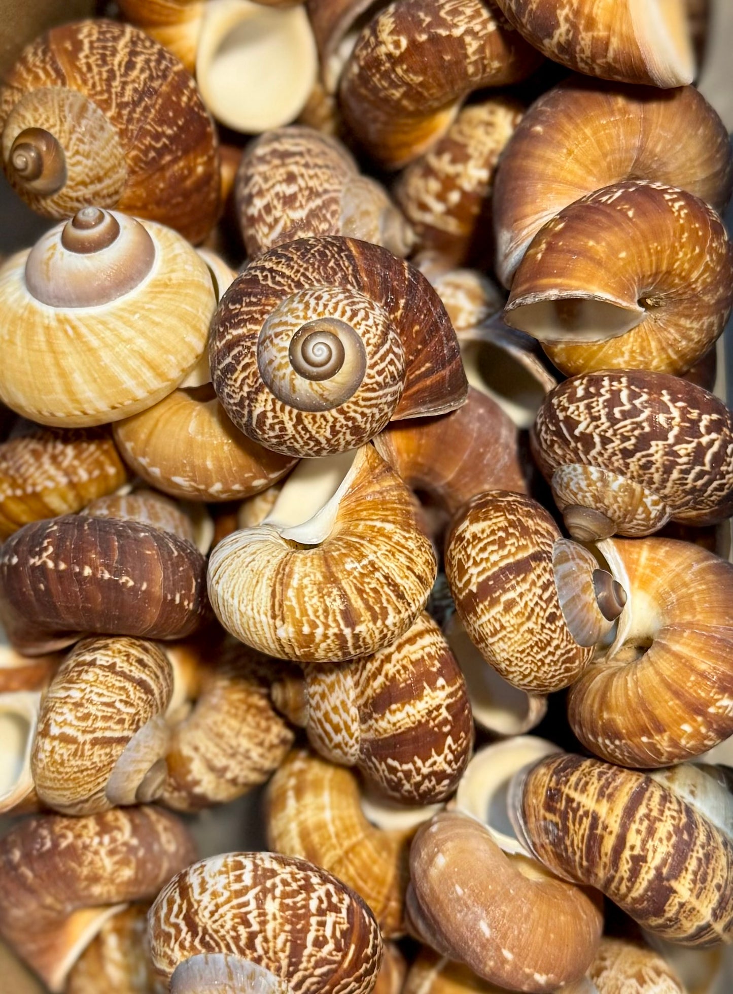 Fernandezi Land Snail