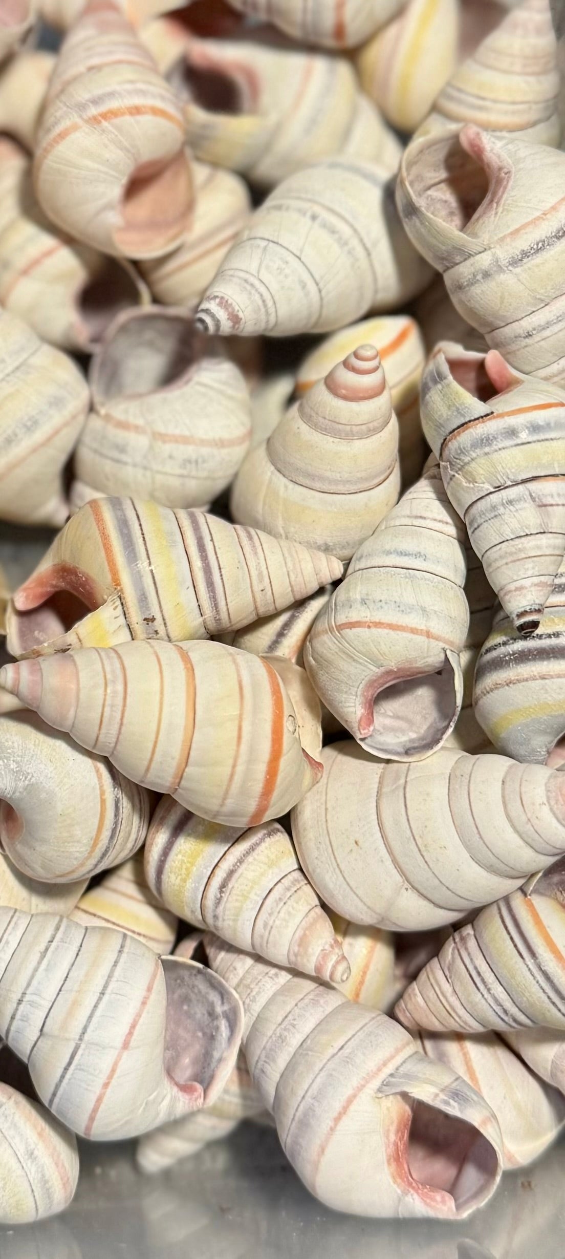 Striped Candy Snail