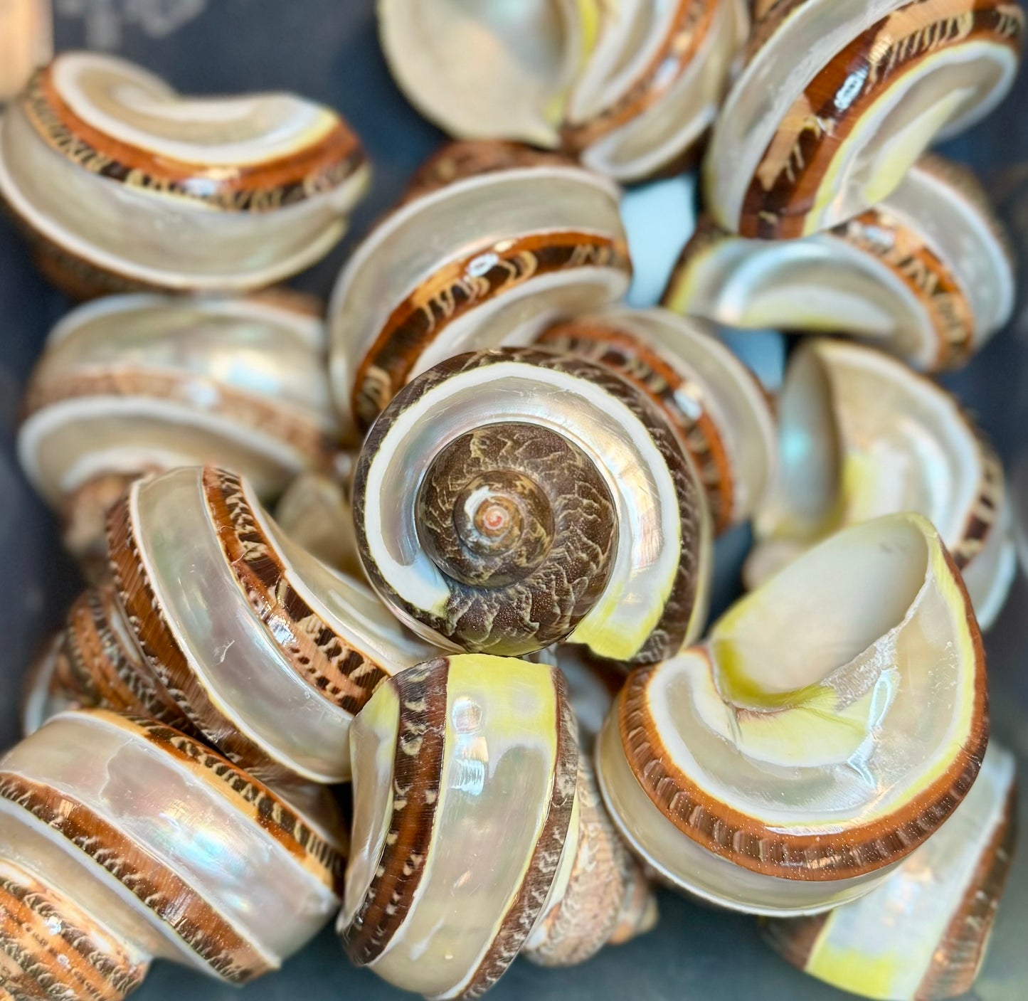 Banded Tapestry Turbo