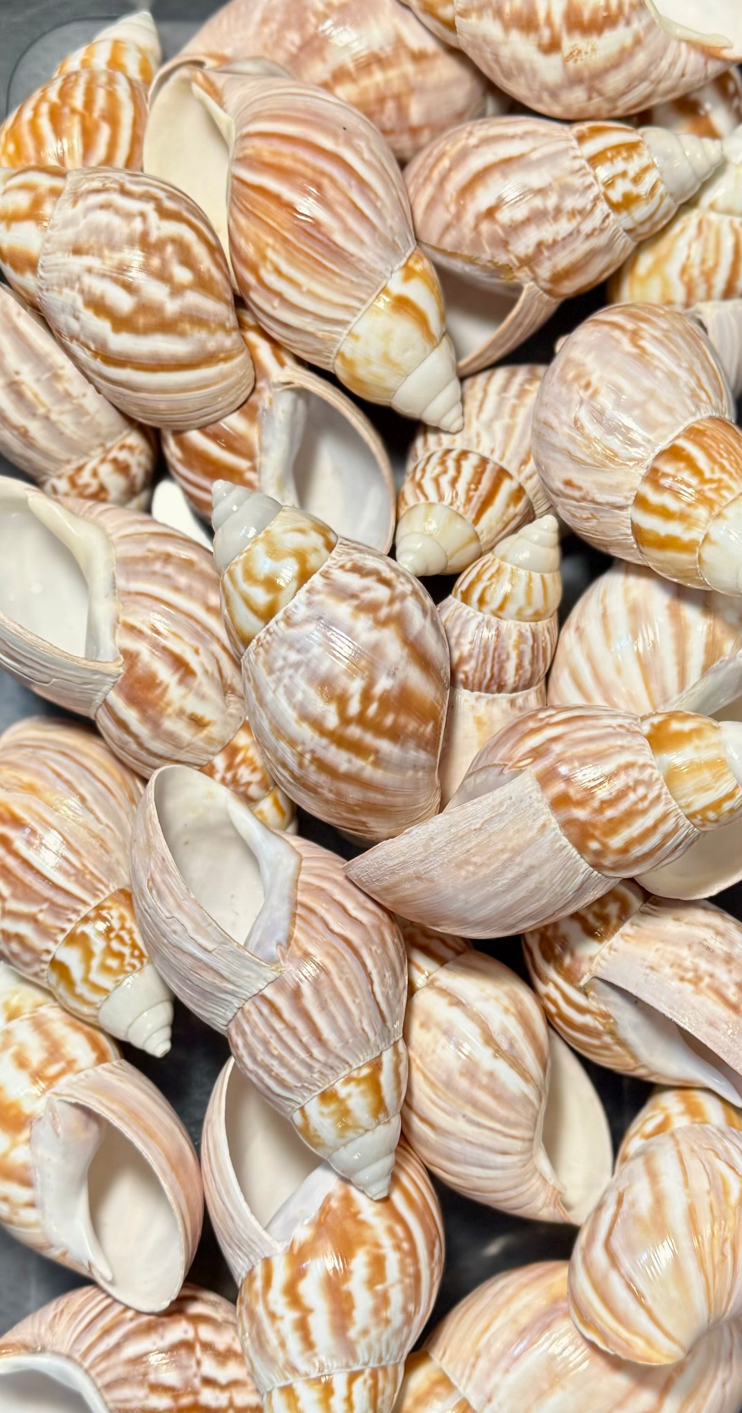 Japanese Land Snail