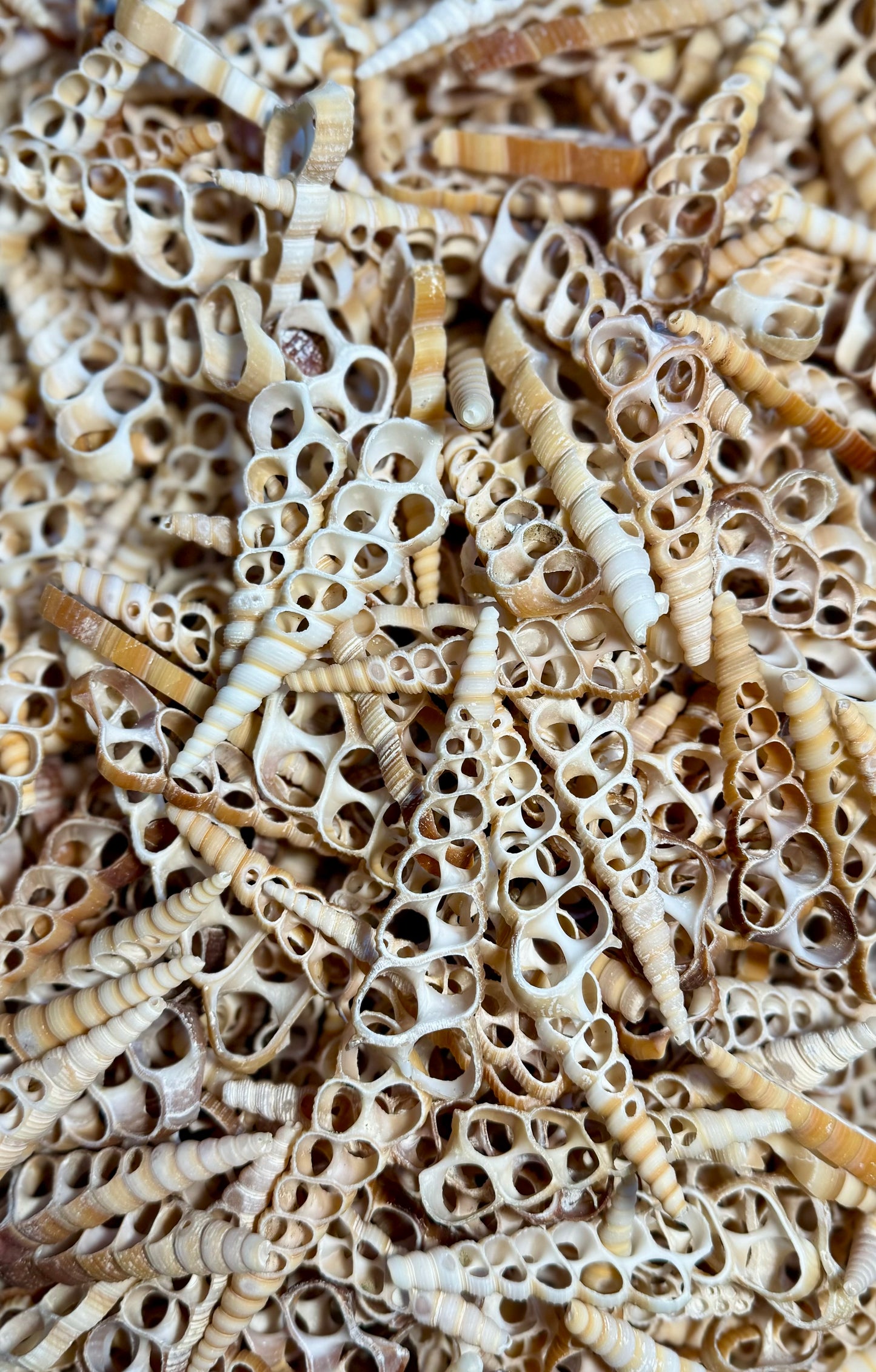 Center Cut Turritella