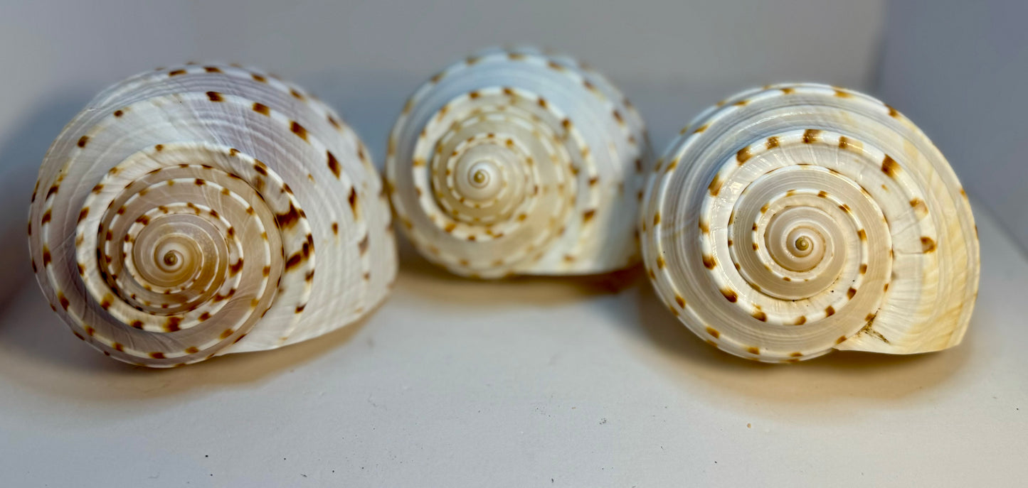 Tonna Tesselatta