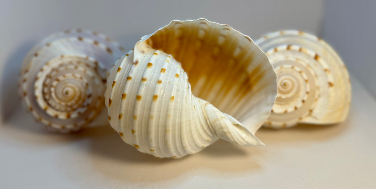 Tonna Tesselatta