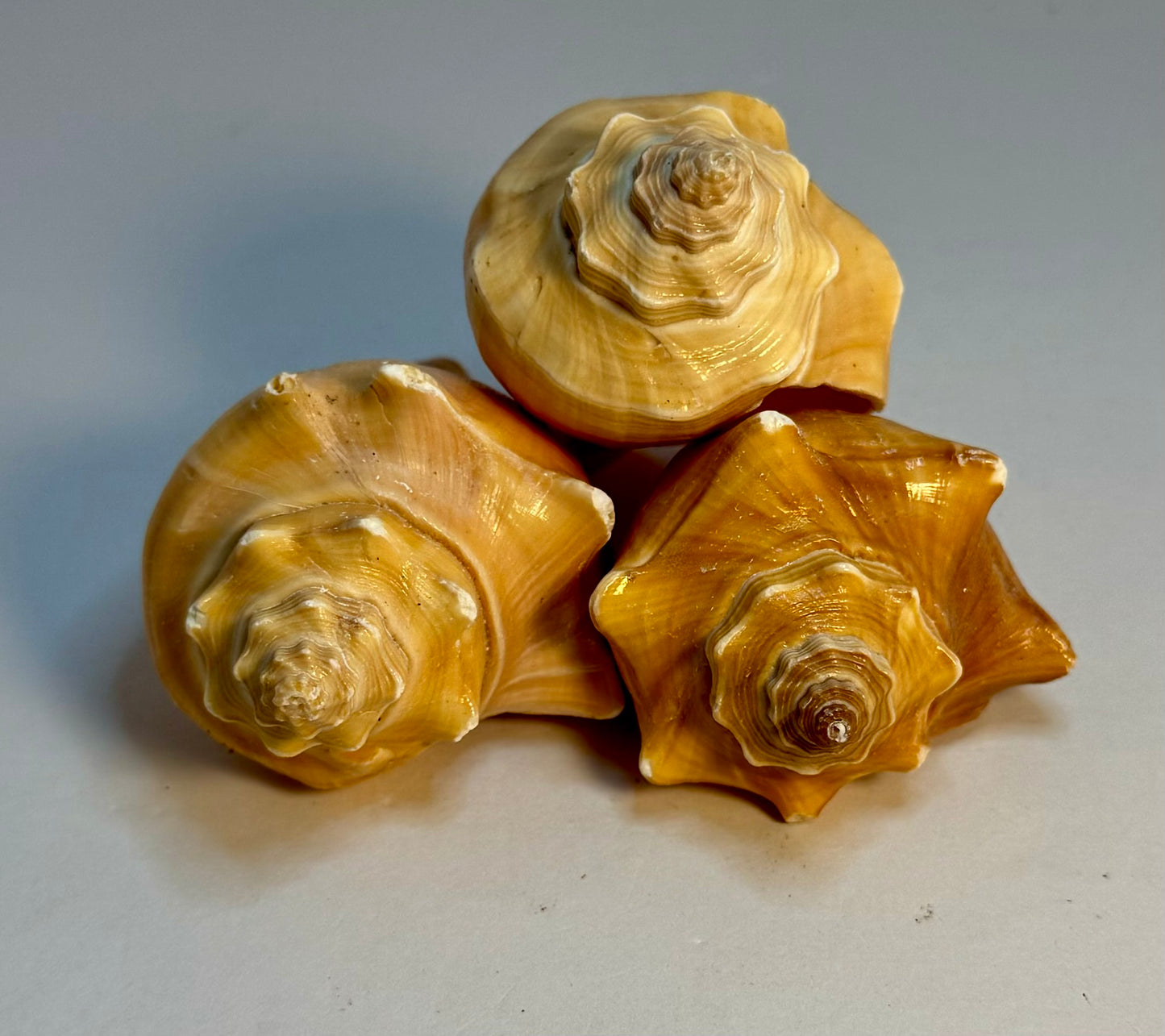 Hemifusus Pugilinus 2"-3"