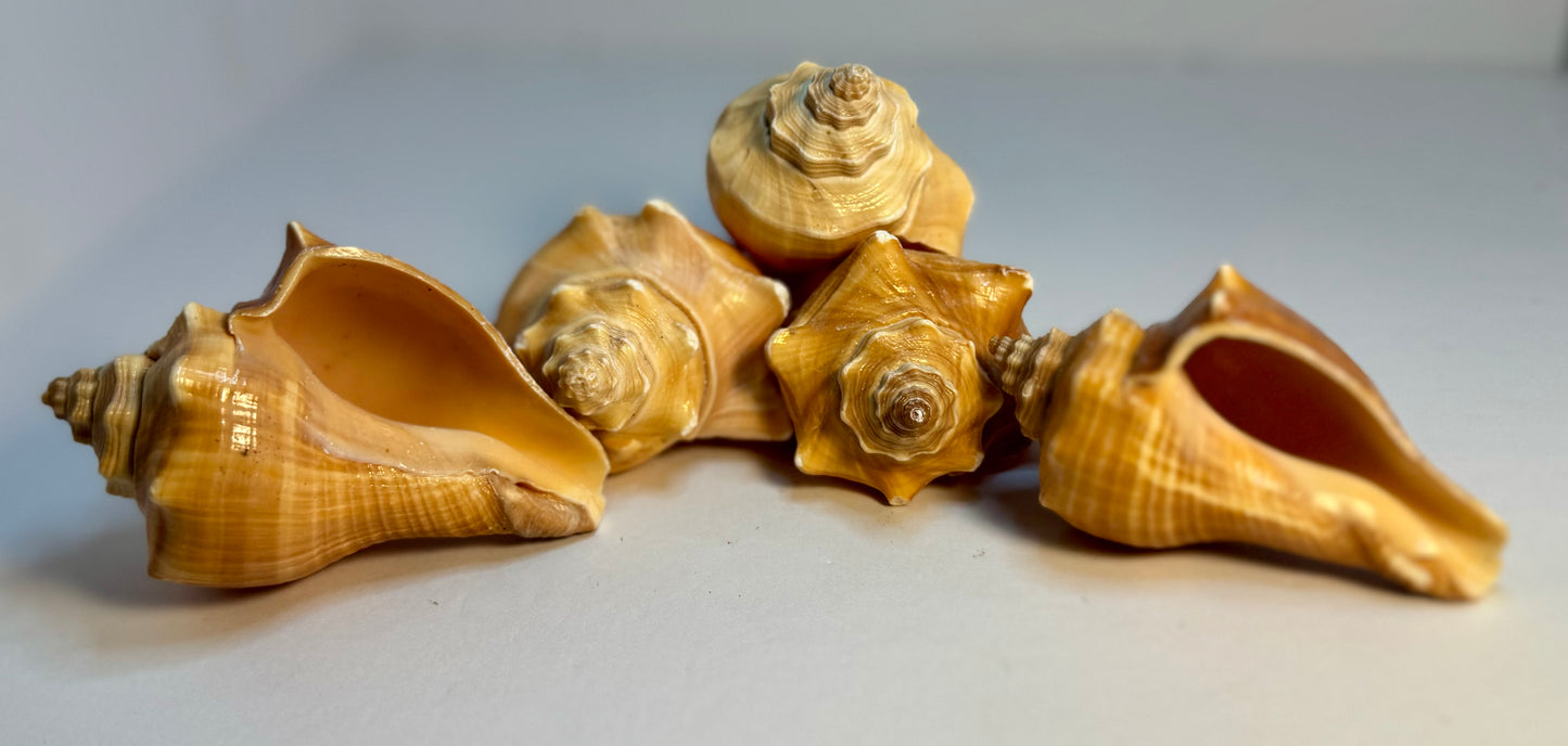 Hemifusus Pugilinus 2"-3"