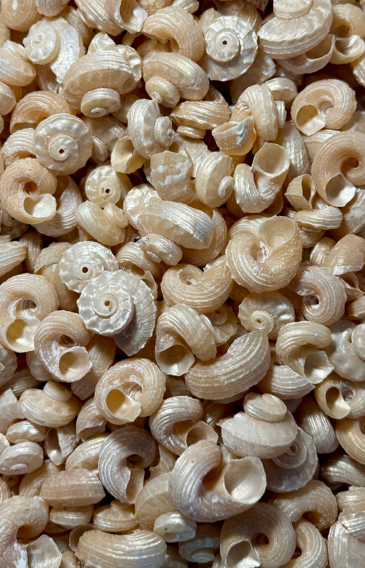 Delhinula Pearl