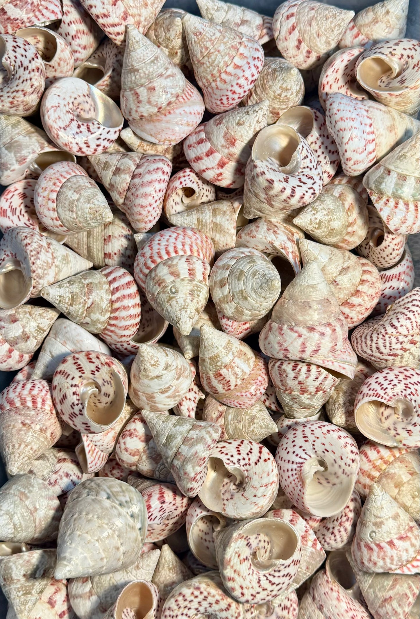 Polished Strawberry Trochus