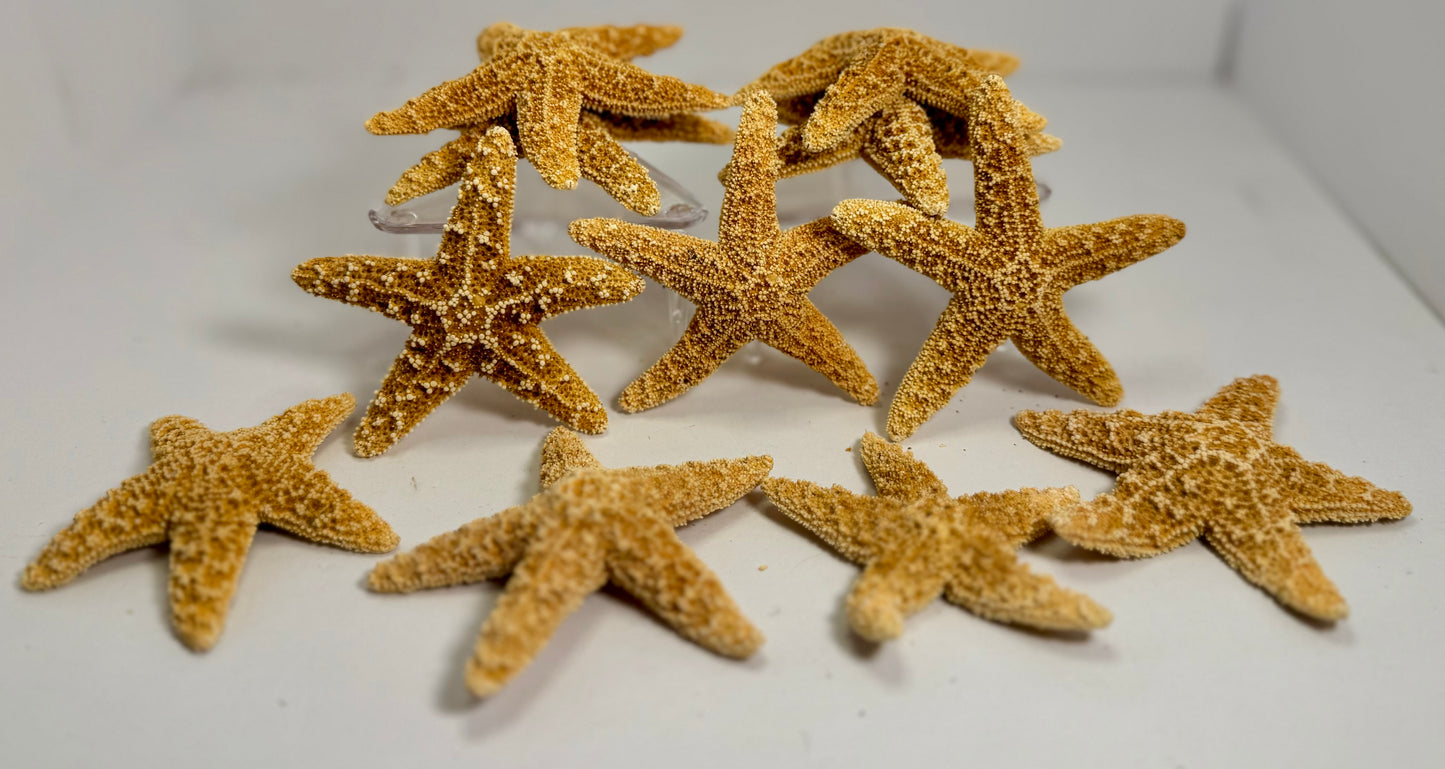Sugar Starfish
