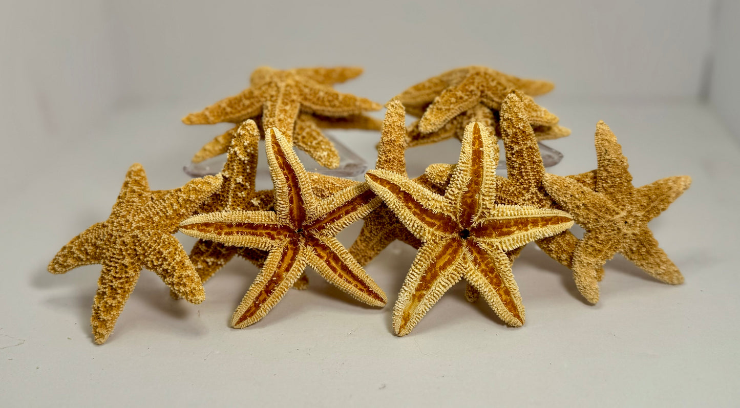 Sugar Starfish