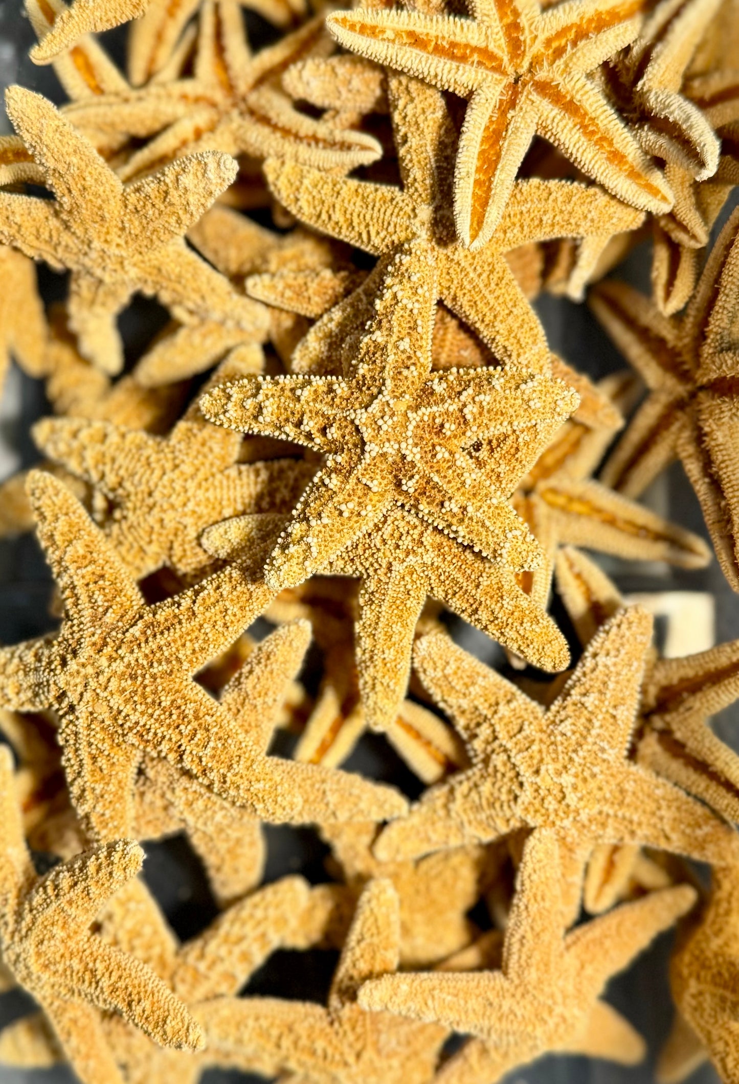Sugar Starfish