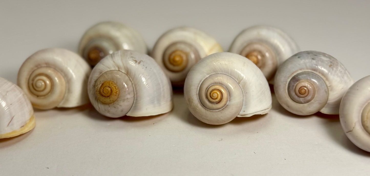 Apple Snail Shell