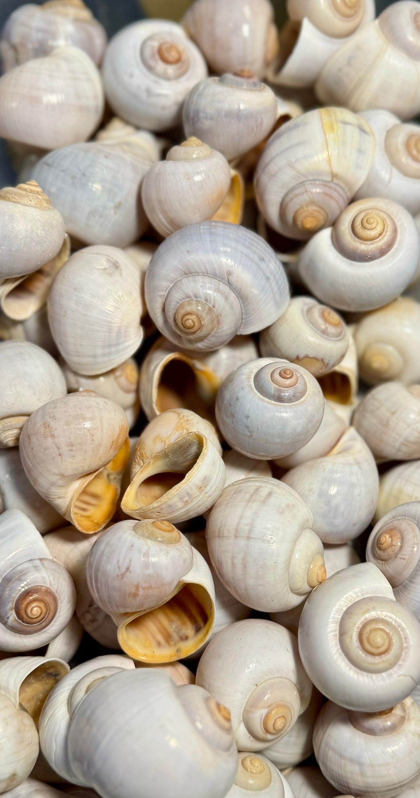 Apple Snail Shell