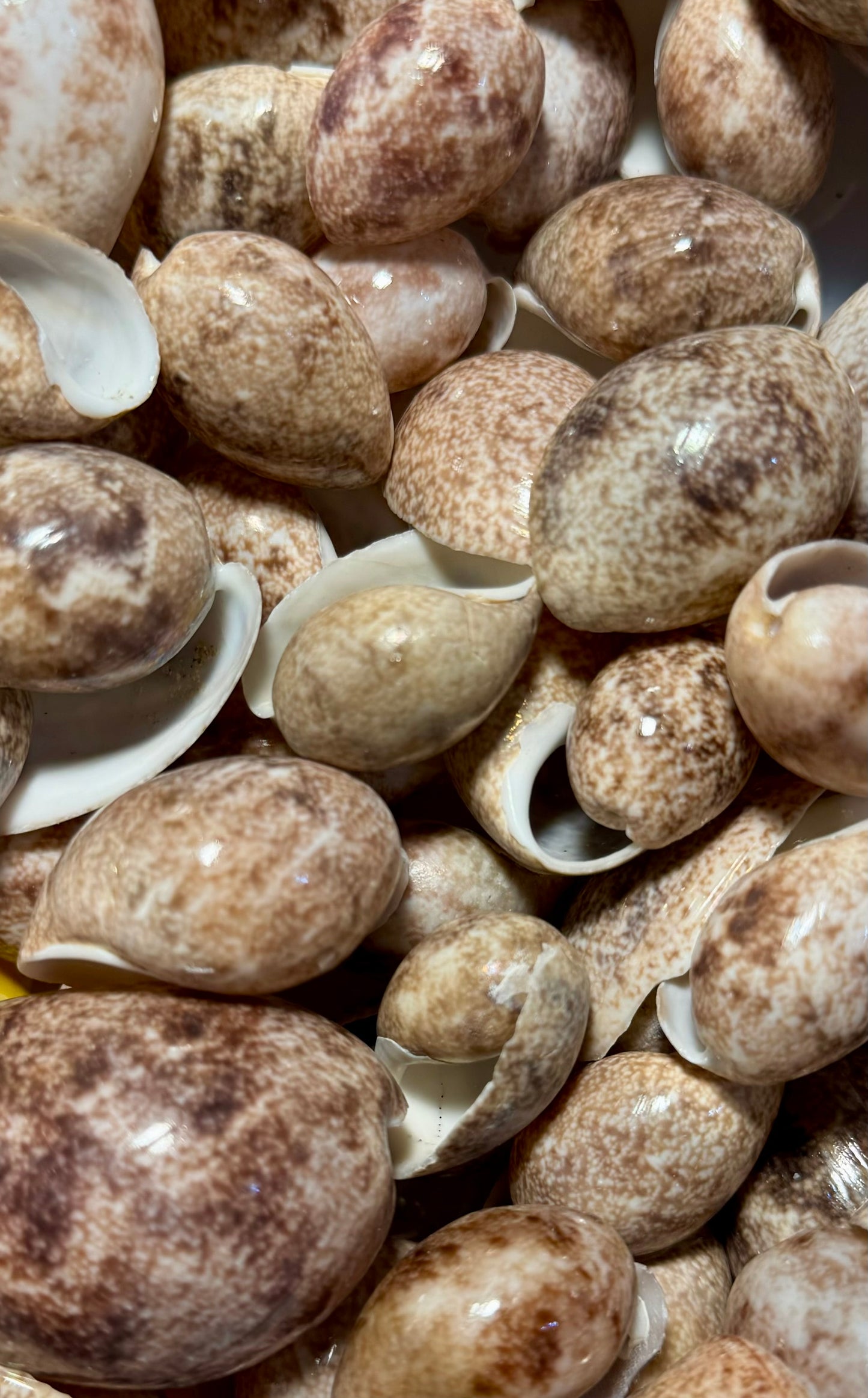 Bailer Shell