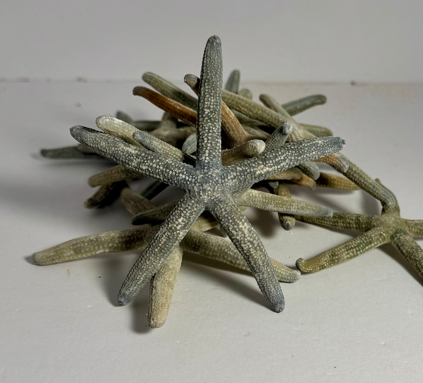 Blue Starfish
