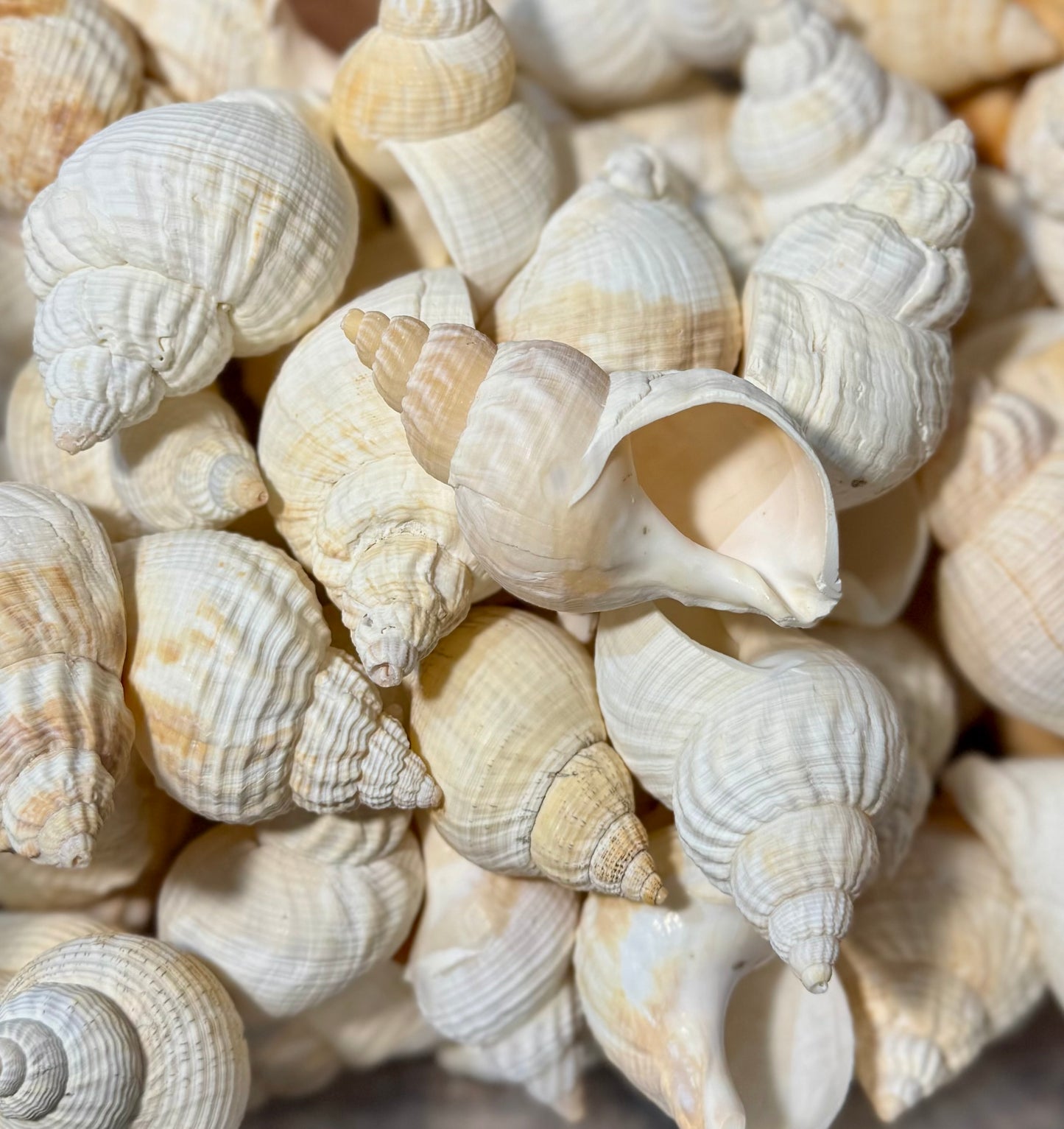 European Common Whelk