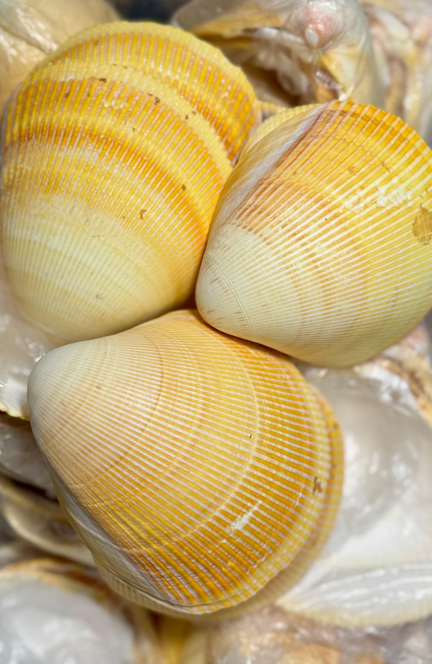 Giant Pacific Yellow Cardium Cockle Pair