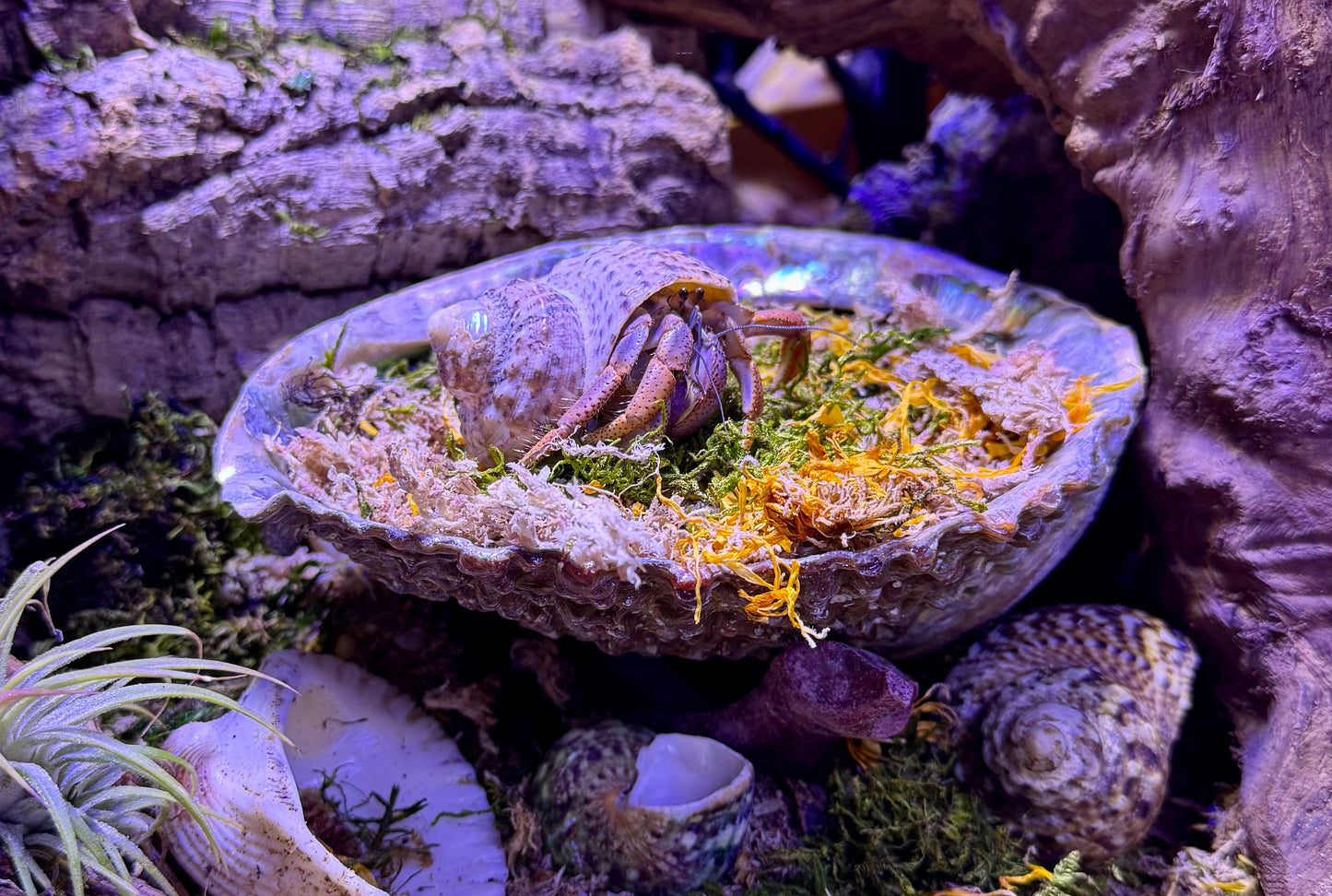 6”-7” Abalone Shell: Moss Pit