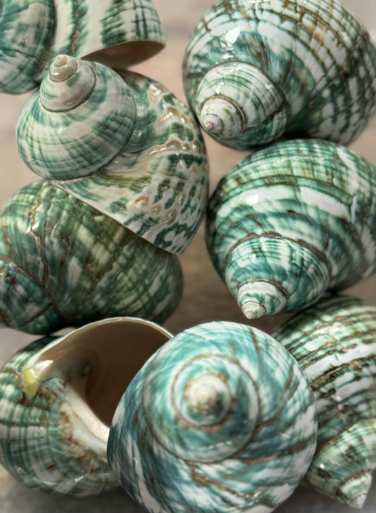 Polished Turbo Jade - Light