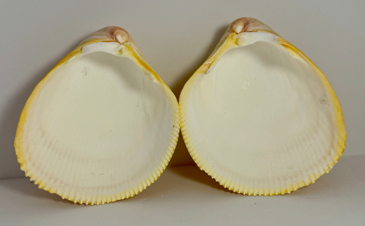 Giant Pacific Yellow Cardium Cockle Pair