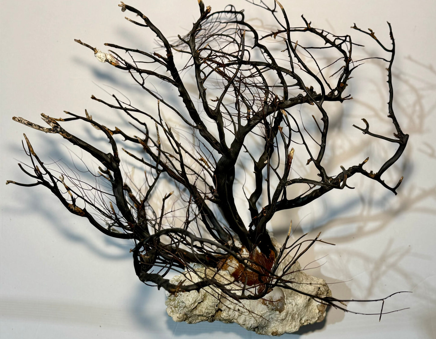 Black Coral Tree