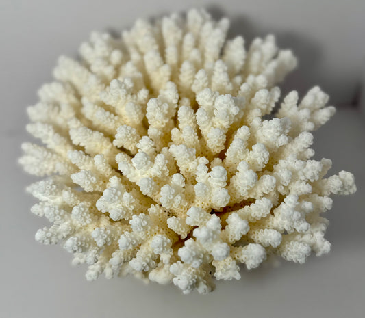 Table Coral