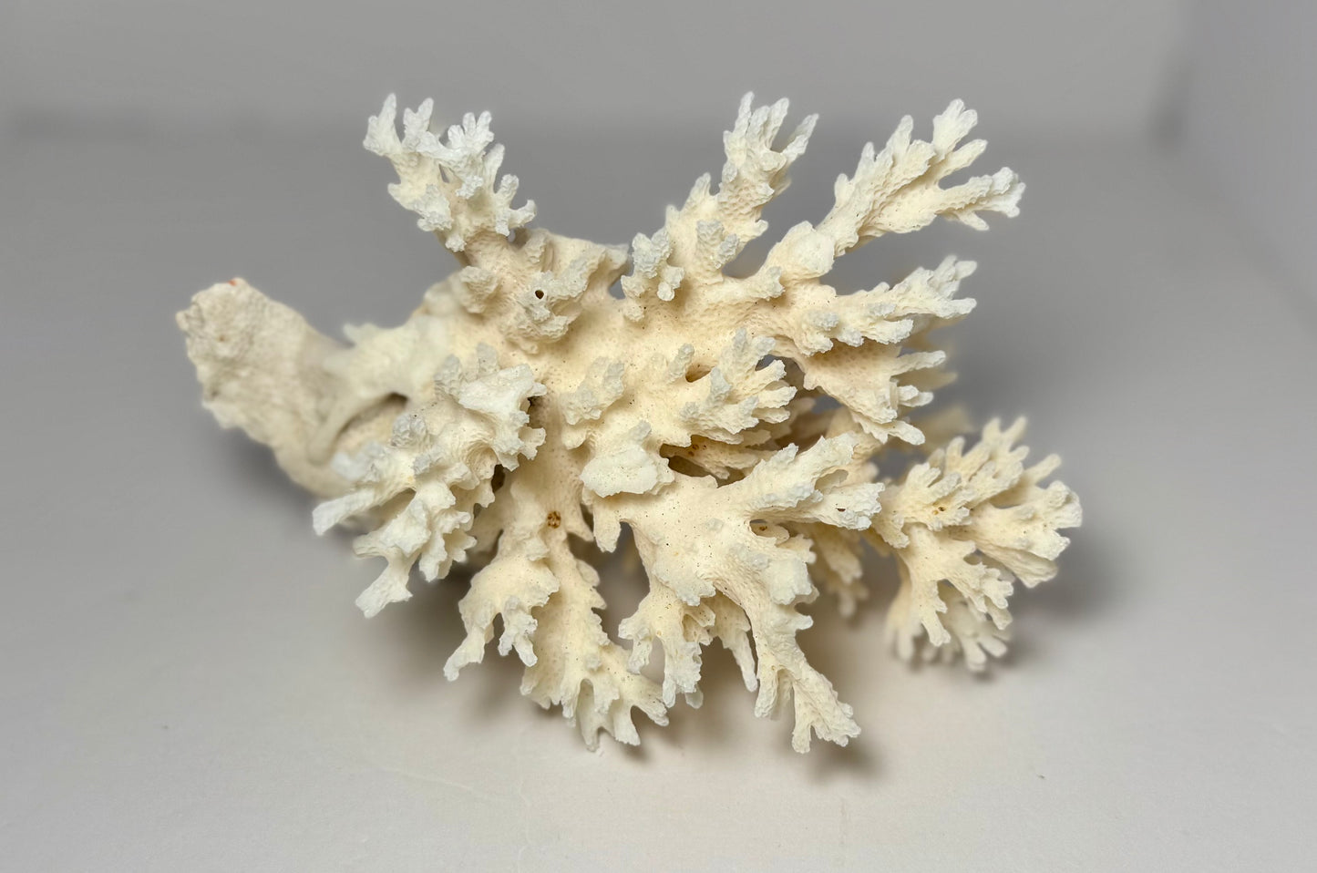 Lace Coral