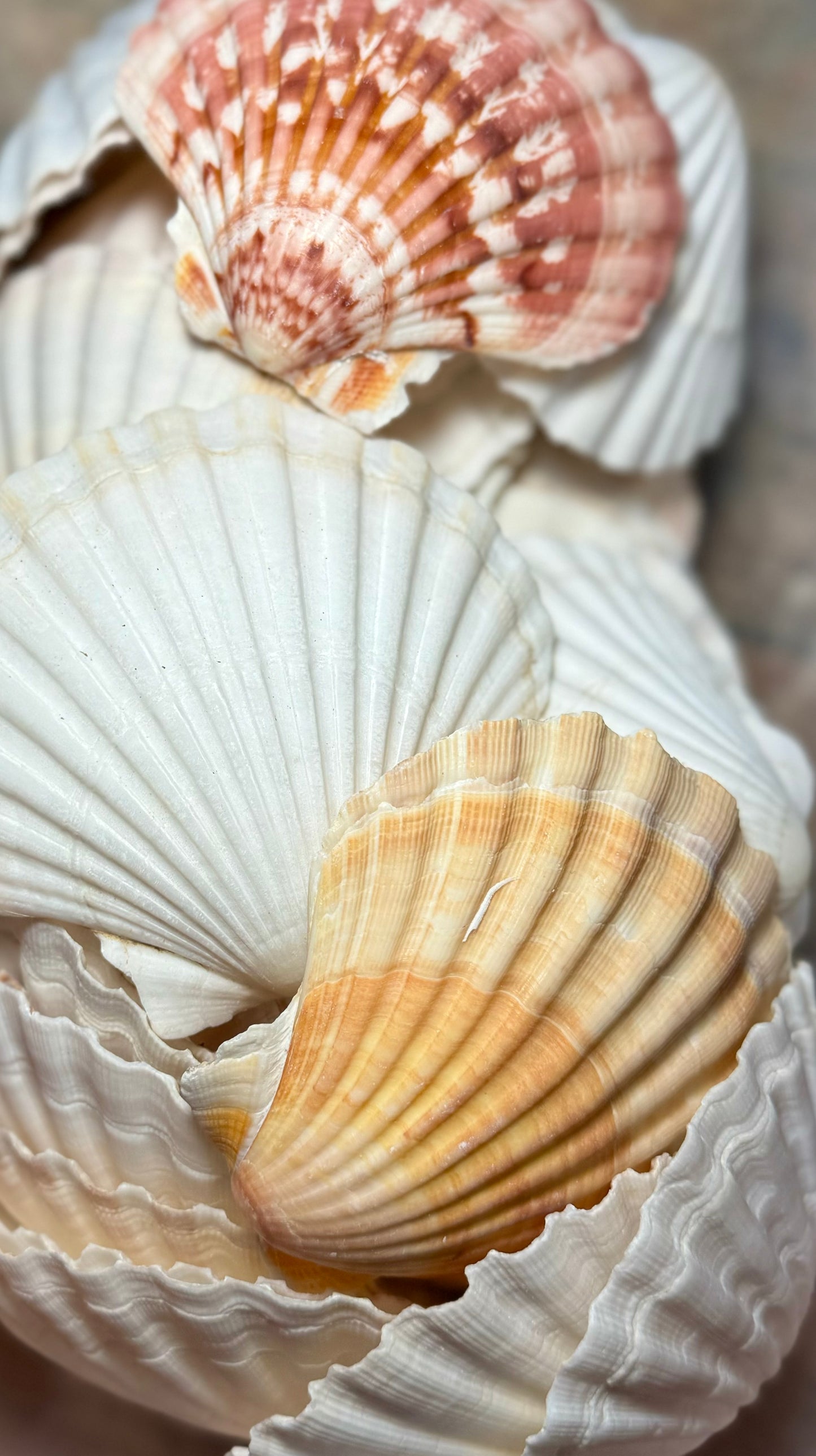 Deep Irish Scallop