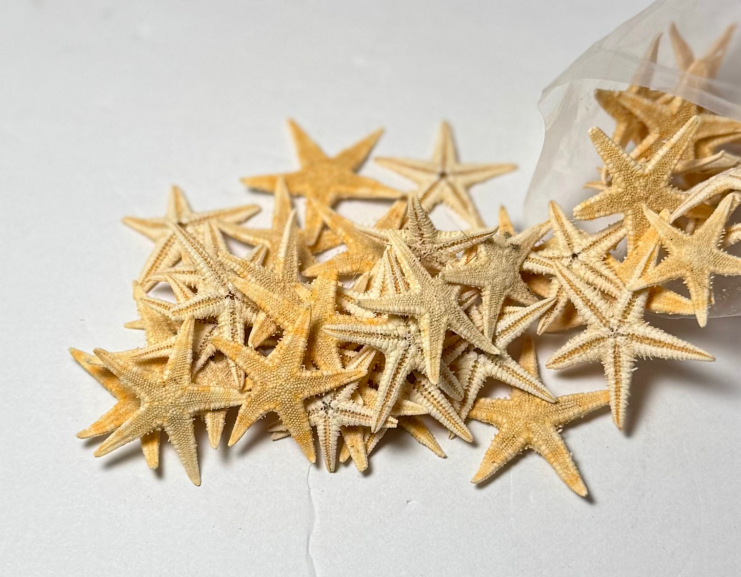 Flat Starfish