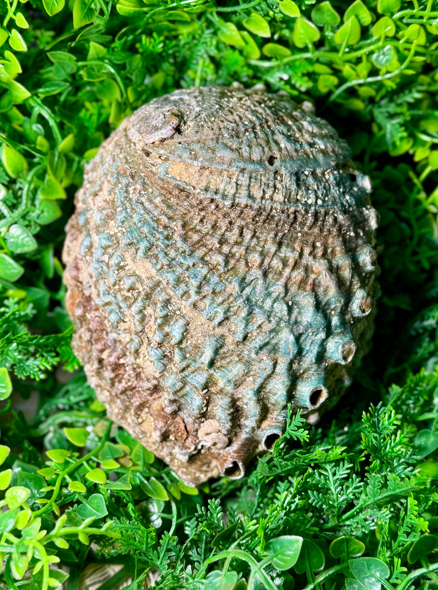 6”-7” Abalone Shell: Moss Pit