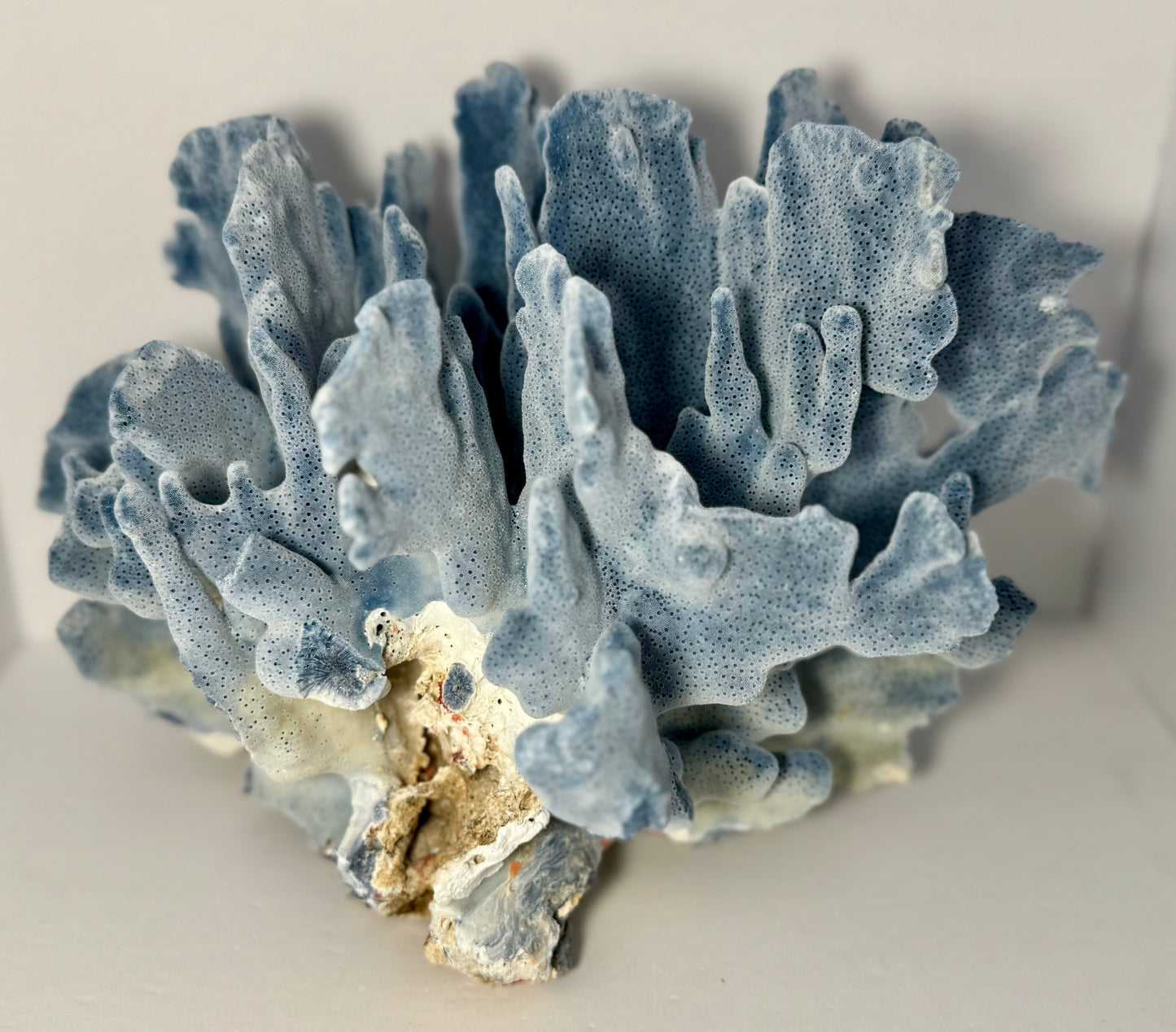 Blue Ridge Coral