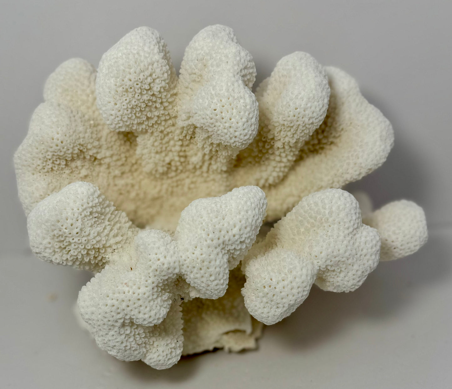 Cats Paw Coral