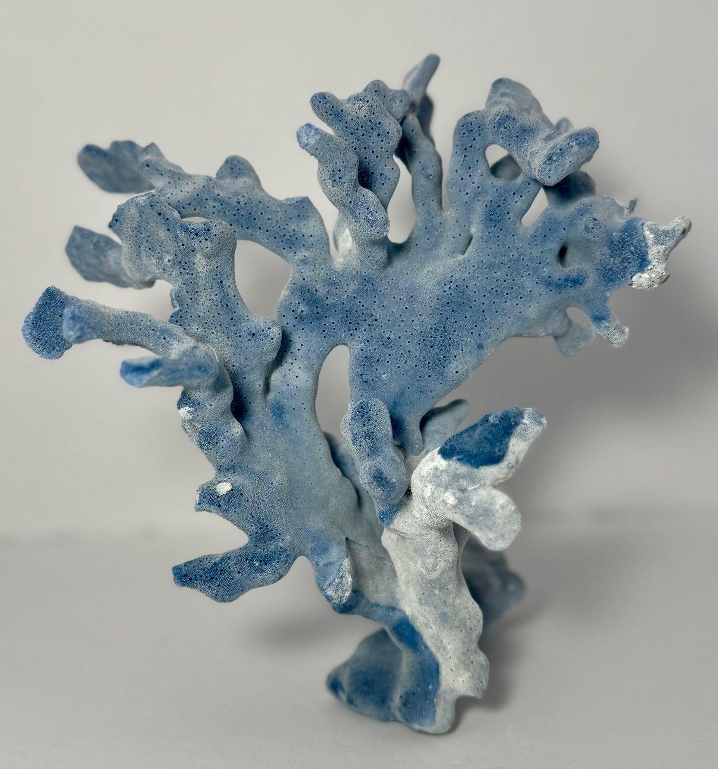 Blue Ridge Coral