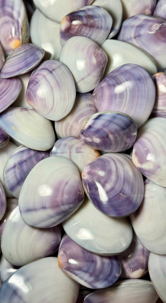 Polished Clams - Purple (Pair)