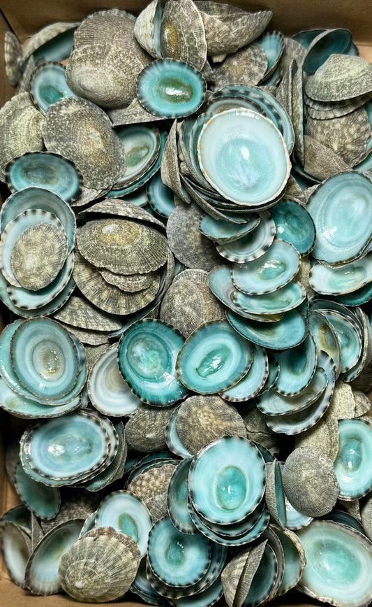 Limpet - Green