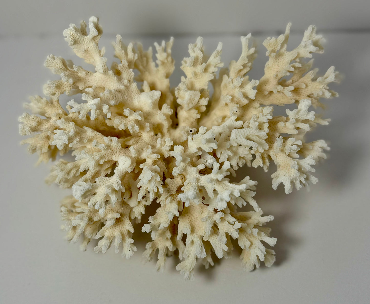 Lace Coral