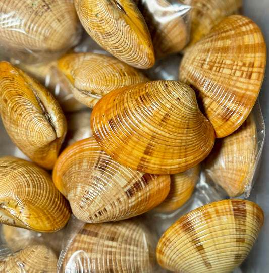 Calista Erycina - Clam Pairs