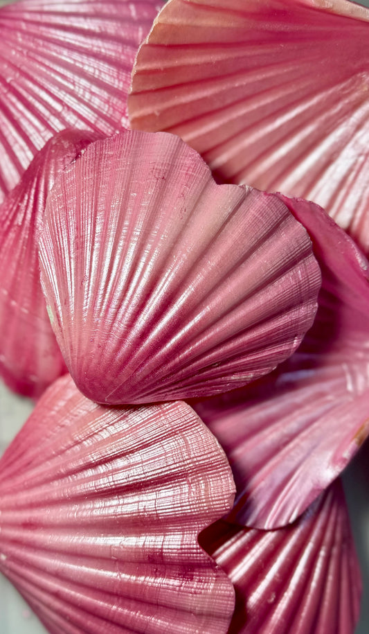 Heart Scallops - Pink