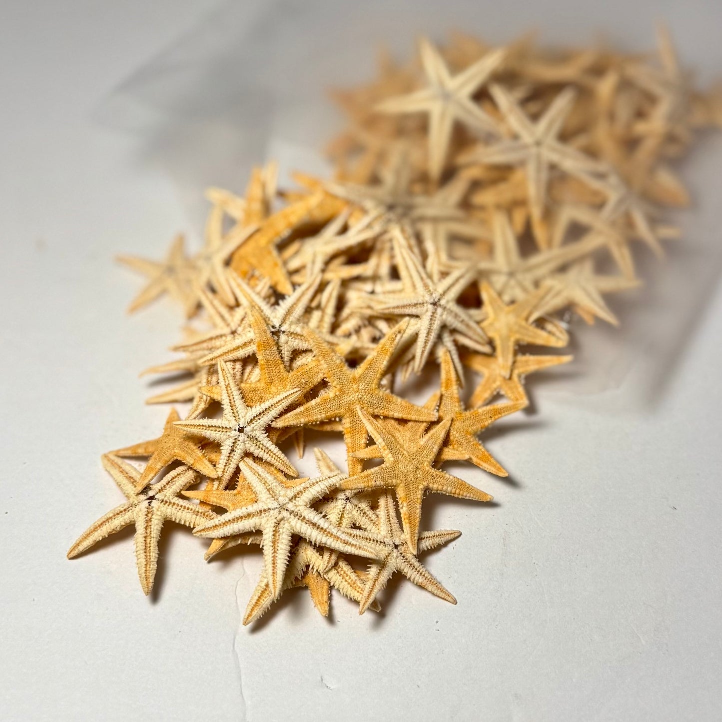 Flat Starfish
