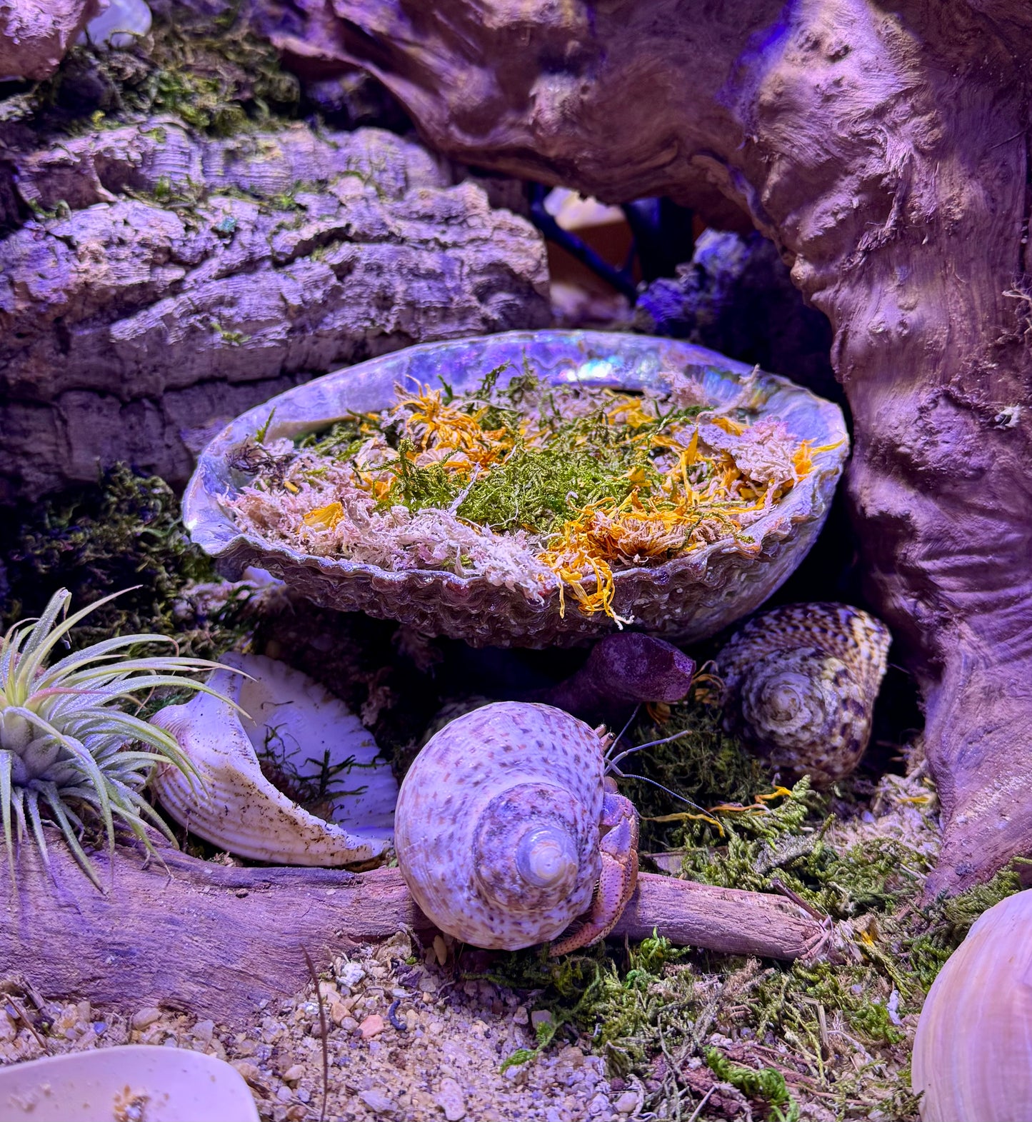 6”-7” Abalone Shell: Moss Pit