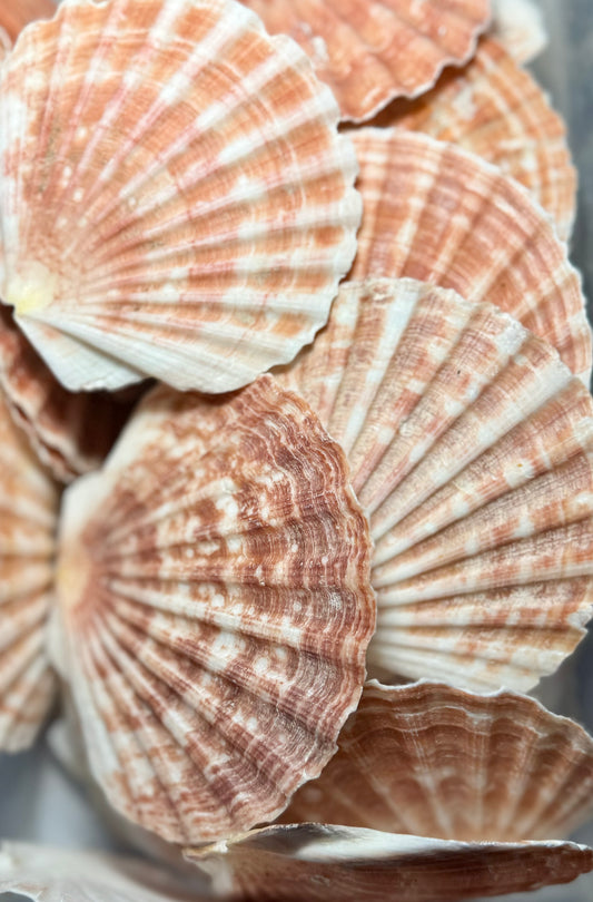 Irish Flat - Great Scallop