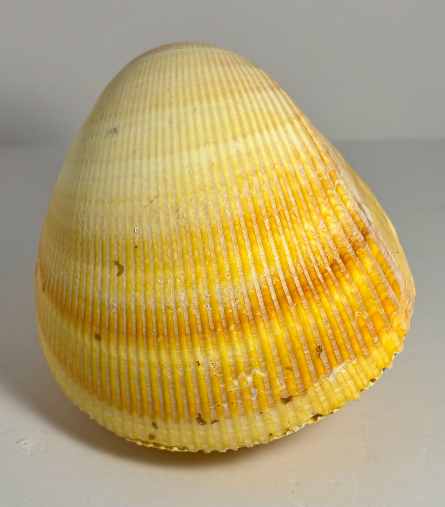 Giant Pacific Yellow Cardium Cockle Pair