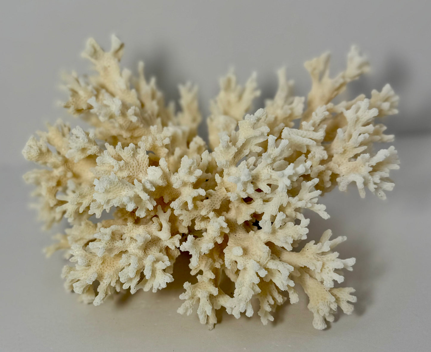 Lace Coral