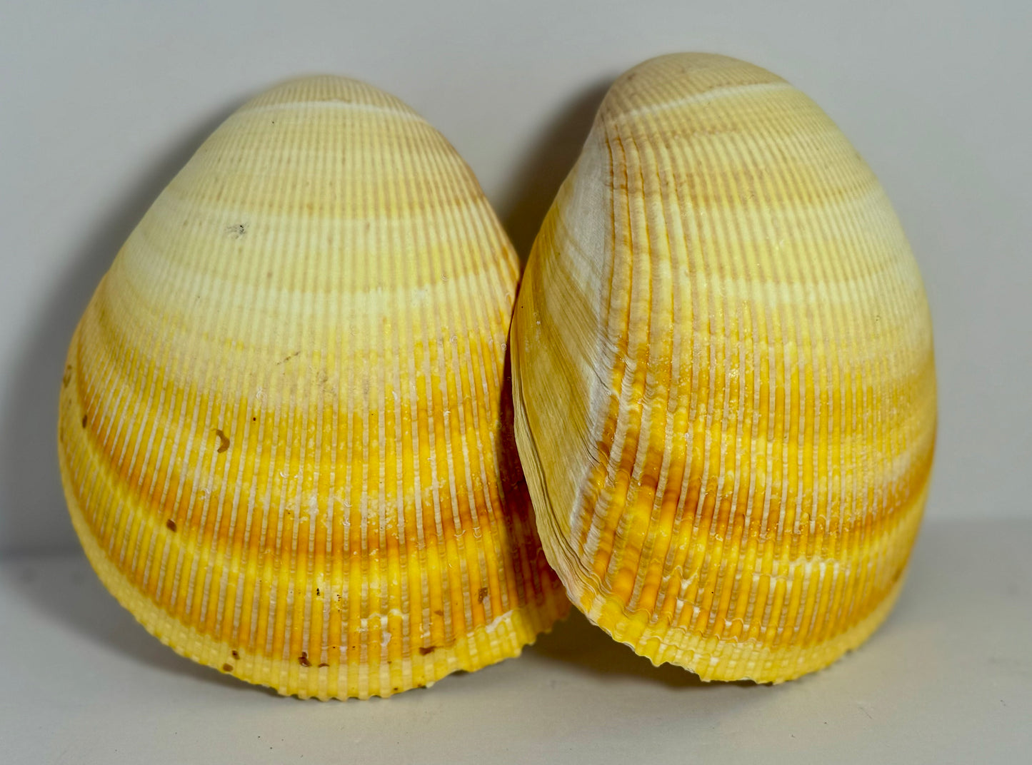 Giant Pacific Yellow Cardium Cockle Pair