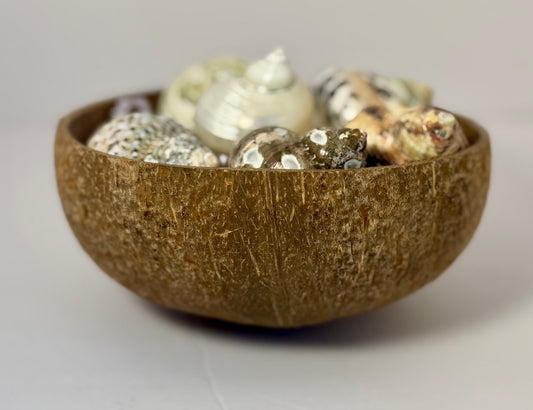 Grow with me: Hermit Crab Bundles