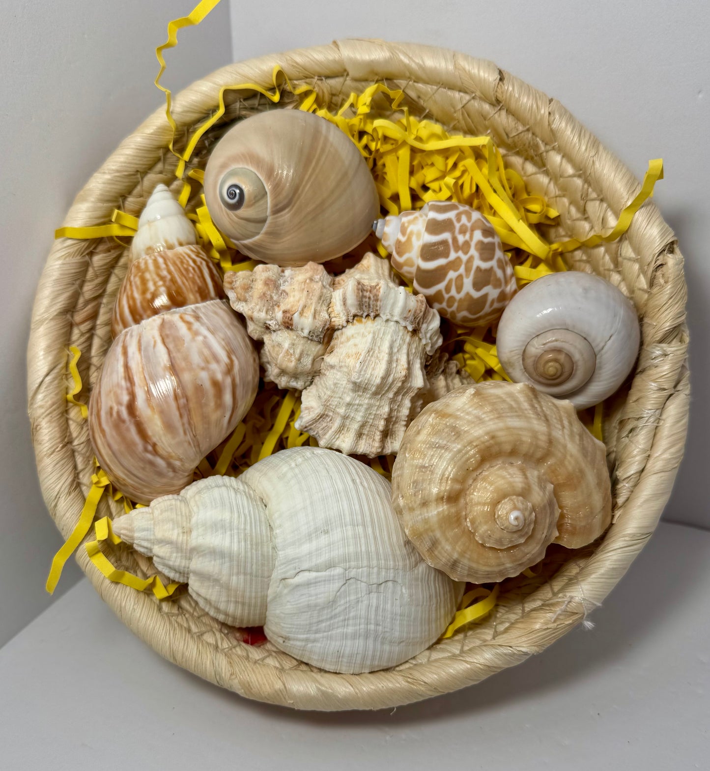 Hermit Crab Sizing Bundle